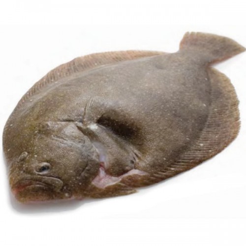 Brill 1-1.5lb