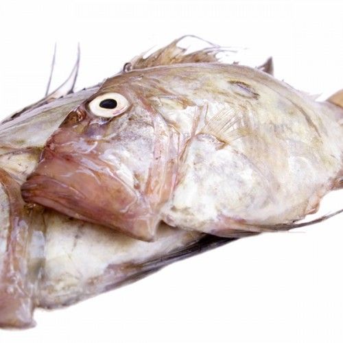 John Dory - Fresh