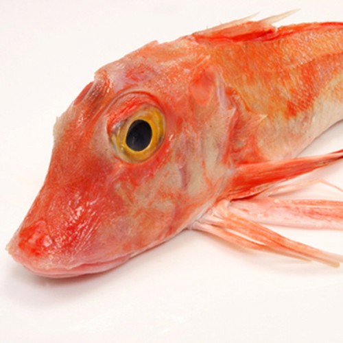 Gurnard - Fresh