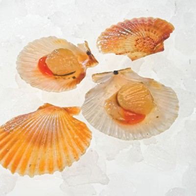 Scallops - Queen Half Shell (100) x 2kg Tray