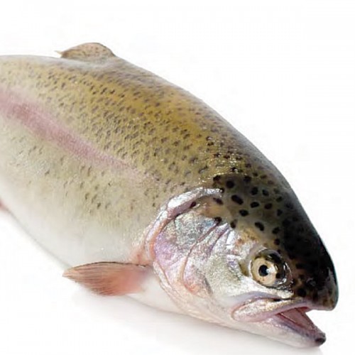 Rainbow Trout - Farmed