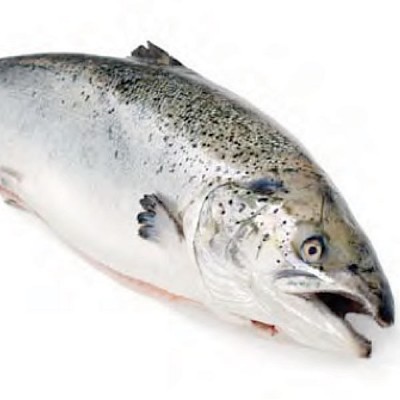 Fresh Whole Salmon - Farmed 