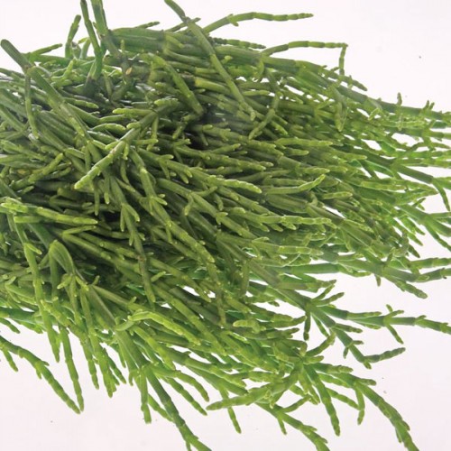 Samphire Fresh