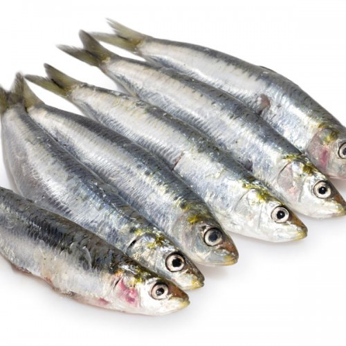 Sardines - Large Whole - Frozen