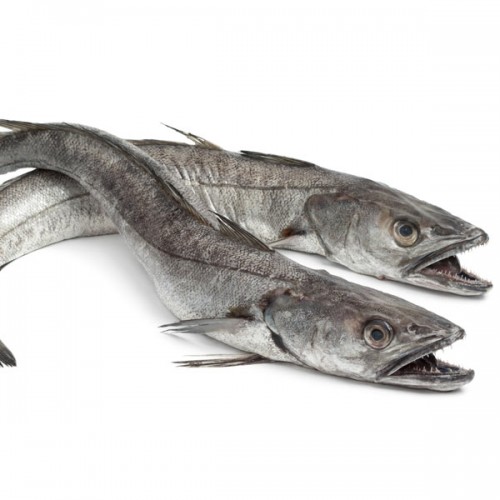 Hake - fresh