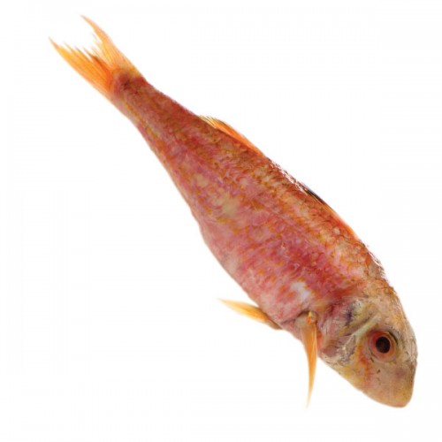 Red Mullet - Fresh