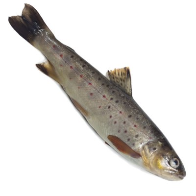 Brown Trout - Gutted - 12-14oz