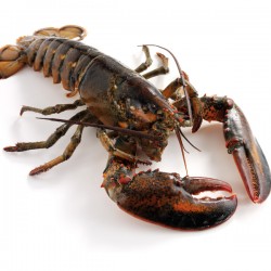 Lobster - Live Canadian