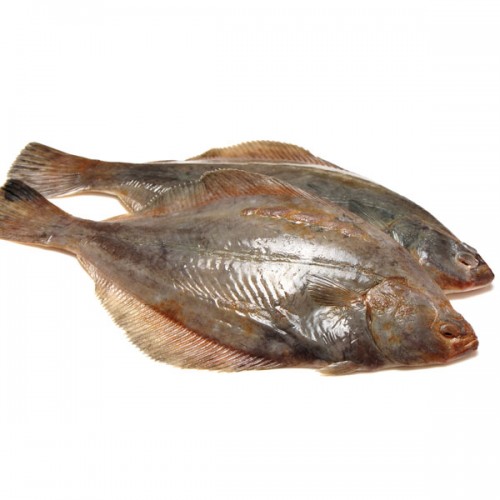 Flounder - Fresh