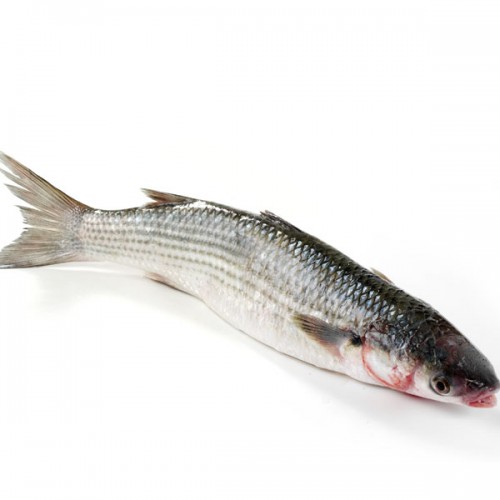 Grey Mullet - Fresh