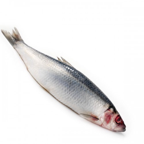 Herrings - Fresh