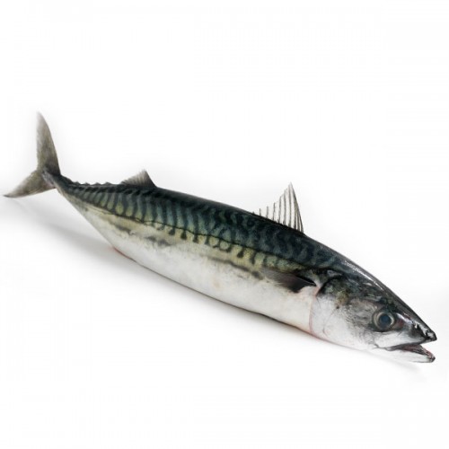 Mackerel - Fresh