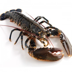 Lobster - Live Native
