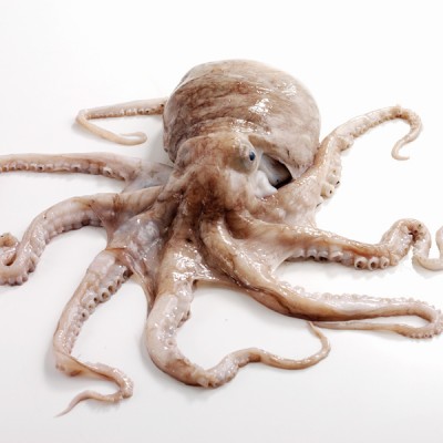 Octopus Large 3kg - 4K