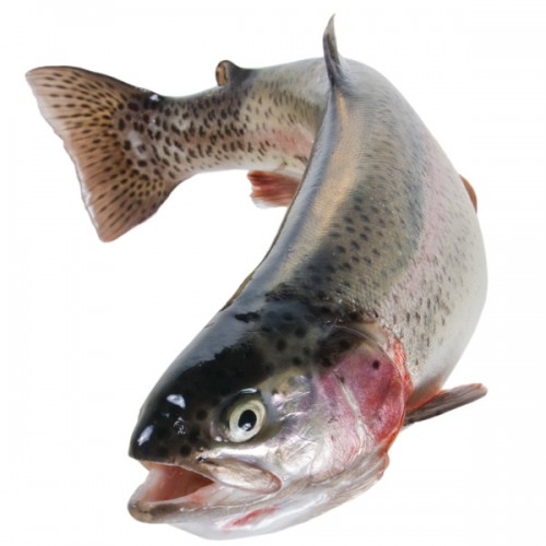 Trout Rainbow G+G 7-9 oz x 2.5kg
