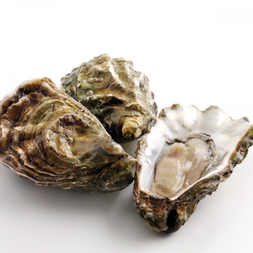 Oysters - Fresh (Live)