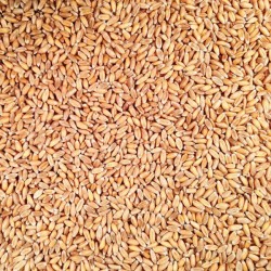 Spelt Grains - 500g