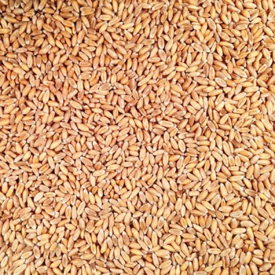Spelt Grains - 500g