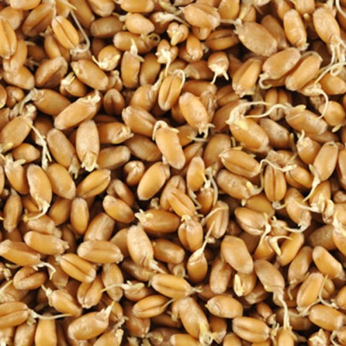 Wheat Germ 500g