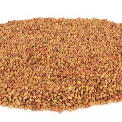 Alfalfa Seeds - 1kg