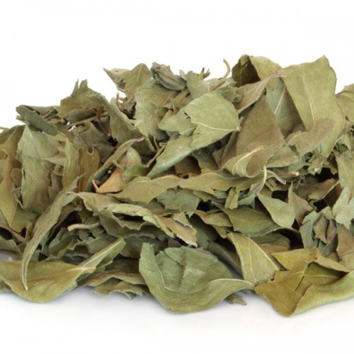 Curry Leaves